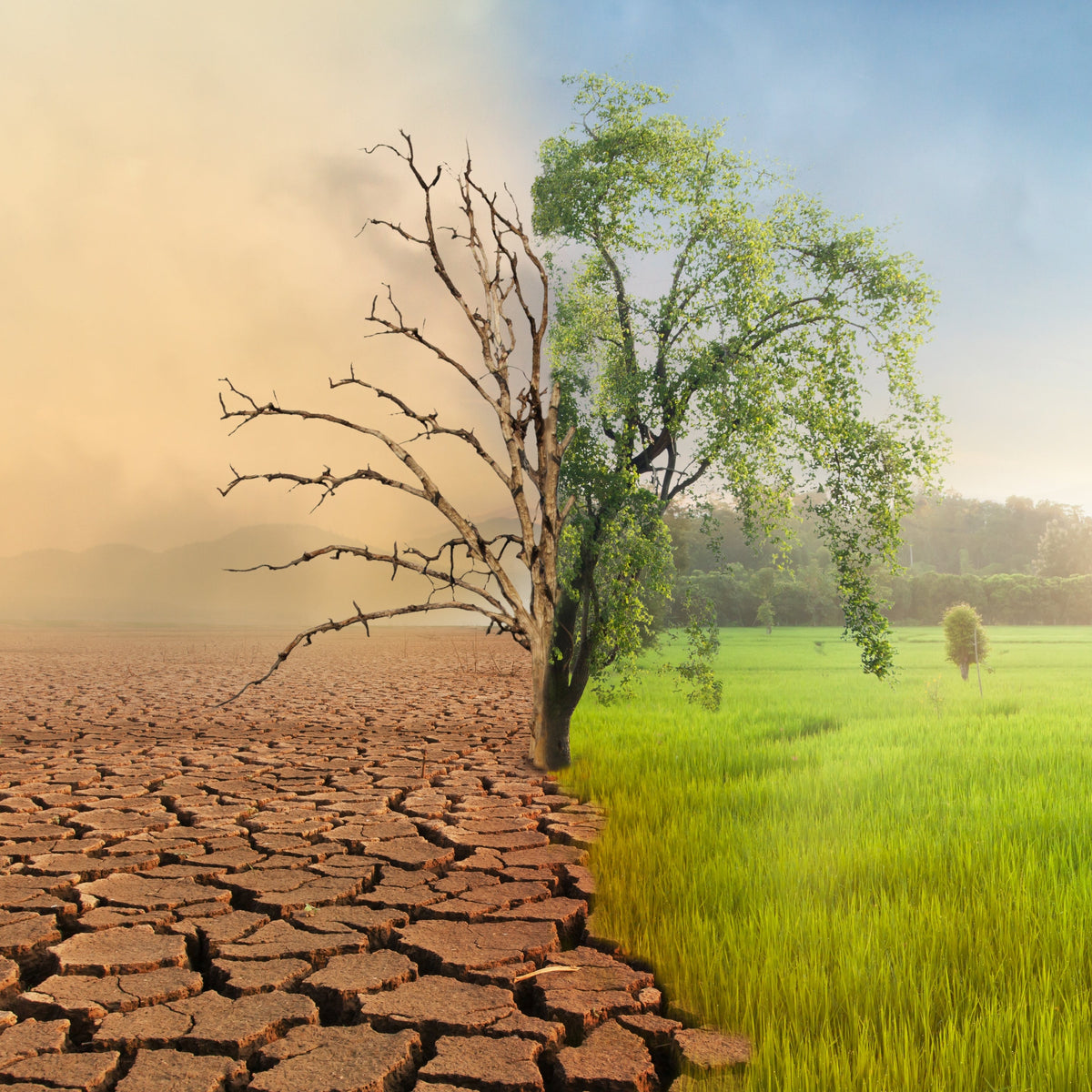 Understanding Climate Risk: What Businesses Must Know