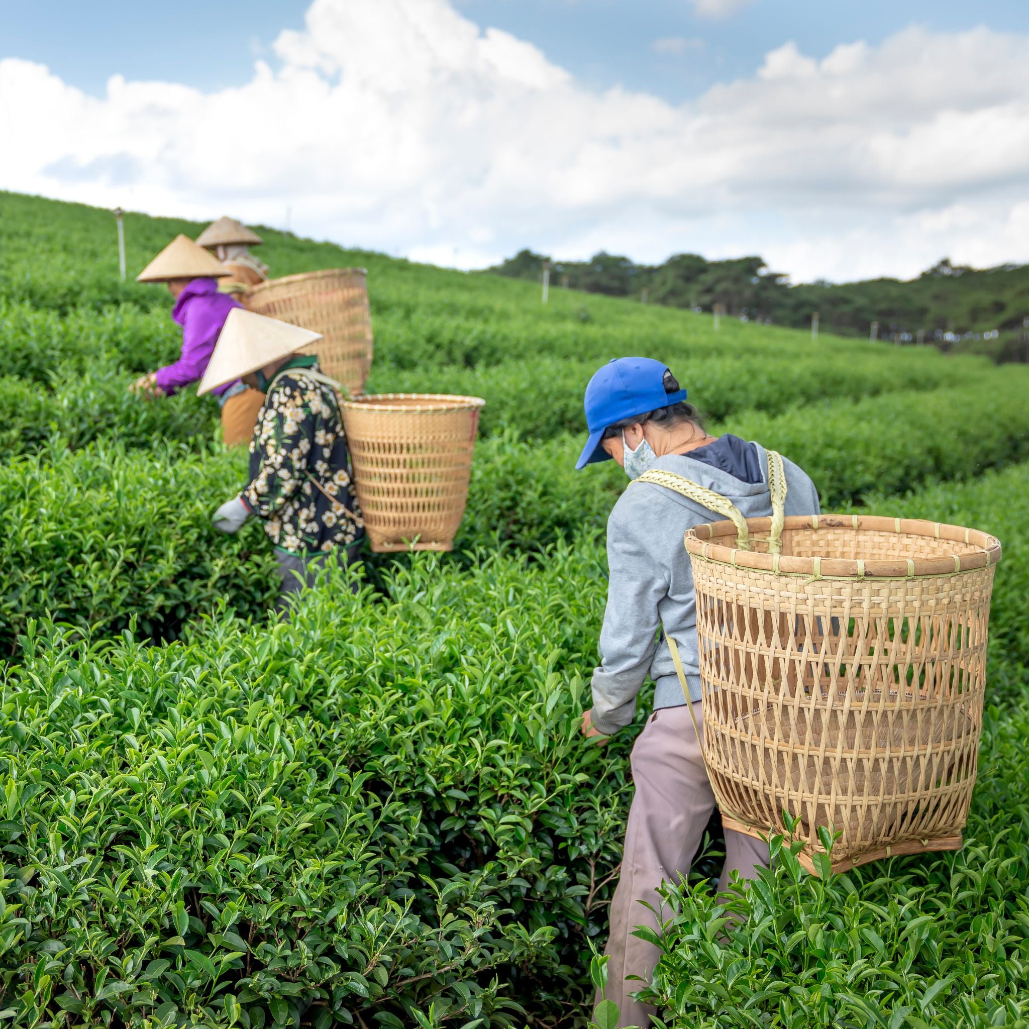 Workers harvesting leaves in a lush field