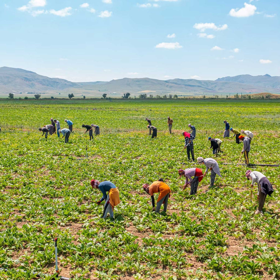 How to Recognize the Signs of Forced Labor in Agriculture